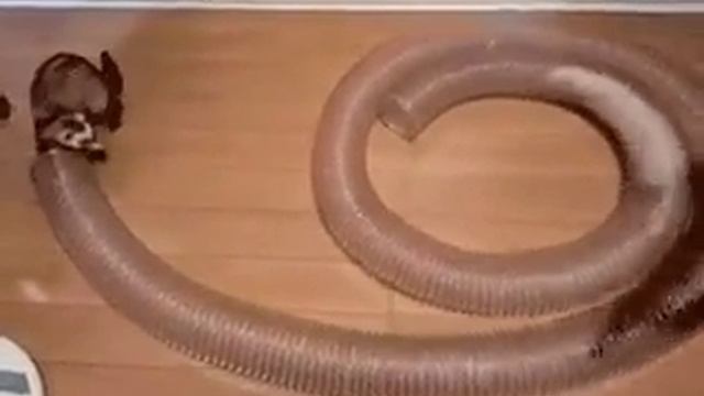 хорьки и тунель для них ... их там 3^ смотреть онлайн