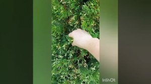 туи Смарагд, Сильвер Смарагд, Споти Смарагд,Фастегиата,Колумна, Конфетти,Дегрут Спайр, спиралис,