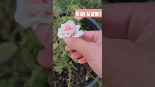 Haven't seen Silas Marner blooms in a long time. Finally sent out these gorgeous little blooms.