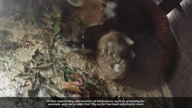 'MIRACLE' Red Panda Cub Born! смотреть онлайн