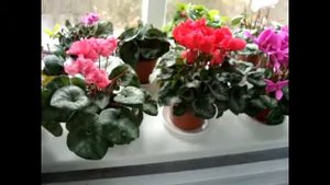 ЦИКЛАМЕН (Cyclamen)Температура содержания (часть 1)