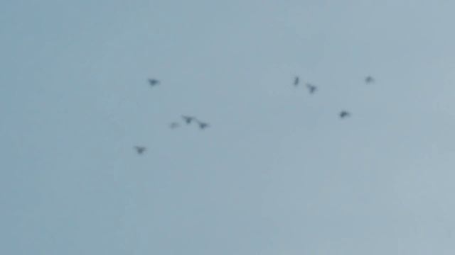 голуби Фикрата смотреть онлайн