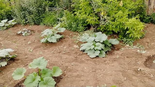 Спасаю посадки. Обзор участка на конец июня + бонус)) смотреть онлайн