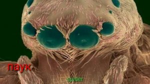 НАСЕКОМЫЕ ПОД МИКРОСКОПОМ (INSECTS UNDER THE MICROSCOPE)