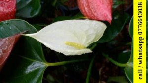 මල් සමඟ ඇන්තූරියම් නිවසටම ගෙන්වාගන්න | beautiful anthurium | anthurium wagawa