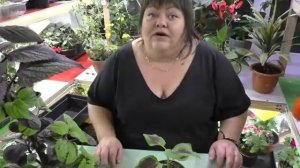 курс о колеусах от А до Я от Адель. часть 4