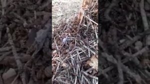Муравьи съедают заживо руку.
