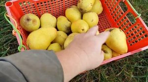 Груша Чижовская. Урожай 20 сентября 2022. Ижевск, Удмуртия.