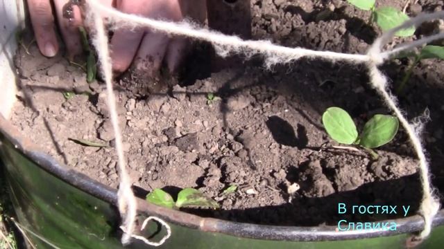 Огурцы.ВЫРАЩИВАНИЕ ОГУРЦОВ В ОТКРЫТОМ ГРУНТЕ смотреть онлайн