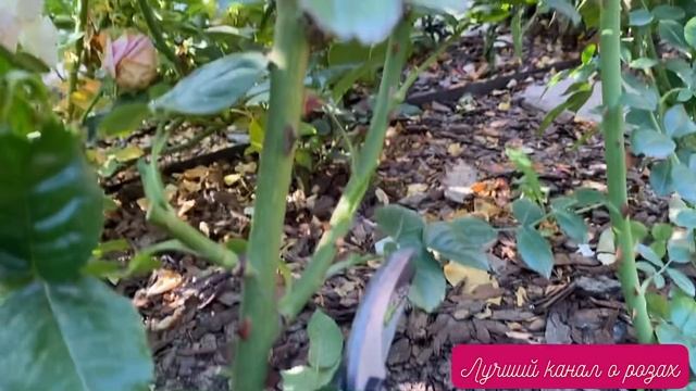 ОБРЕЗКА РОЗЫ. ЧАЙНО-ГИБРИДНОЙ РОЗЫ АФРОДИТА. смотреть онлайн