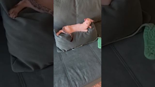 Как спят ориентальные коты 🐈⬛ 🐈 Oriental Cat