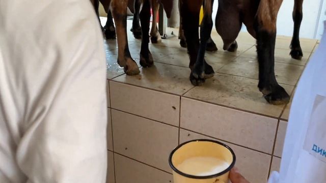 Экскурсия на ферму в рамках корпоративного мероприятия.