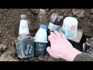 Первый раз в этом году прикопал  саженцы роз и самшита (в контейнере) в парнике. Огород. Блог о даче