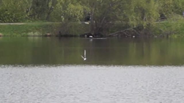 Чайка ловит себе хавчик в Лебедянском пруду Измайловского парка смотреть онлайн