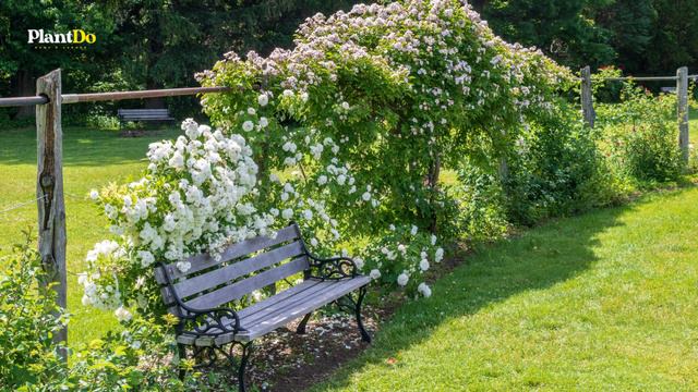 4 of The Best Climbing Plant 🌿 - Climbing Plants Ideas 👍👌