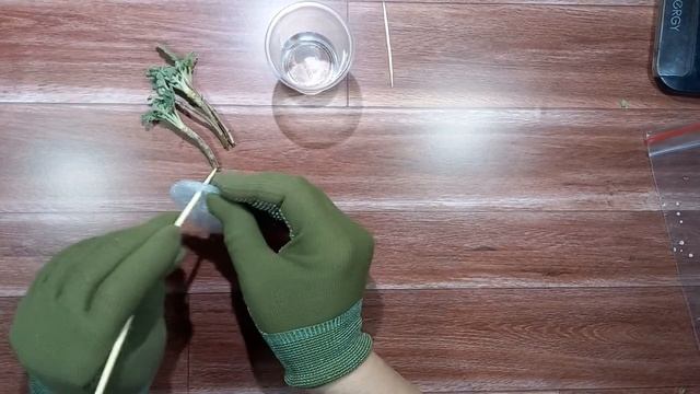 В воде лучше укоренять? Черенкуем хризантему.