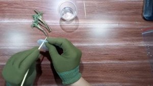 В воде лучше укоренять? Черенкуем хризантему.