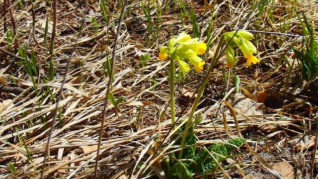 Подснежники ! Сон трава , пострел первые цветы на Южном Урале ! Панорама гор Урала ! смотреть онлайн