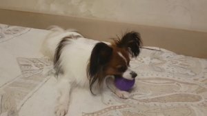 Папильон играет