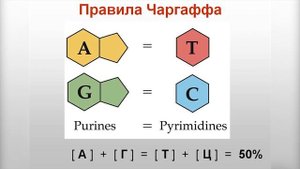 История открытия ДНК