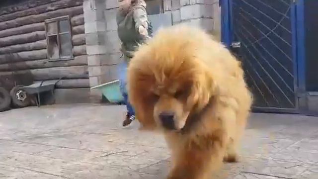 OTGON OD KRASNYI BOGATERI, импортирован из Монголии, 100% Китай смотреть онлайн