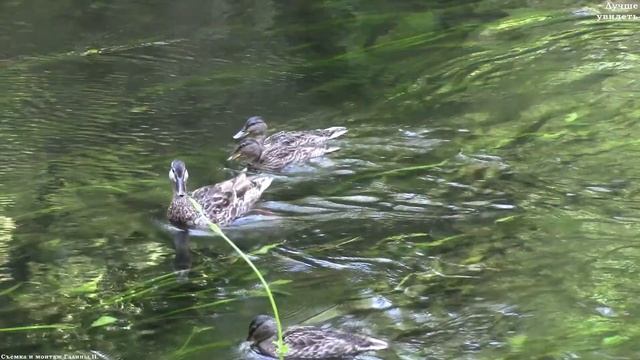 Дикие утки. Кряквы с утятами. Селезни || mallards with ducklings смотреть онлайн