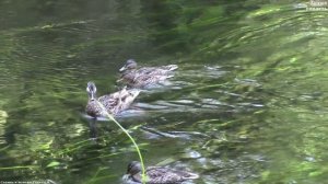 Дикие утки. Кряквы с утятами. Селезни || mallards with ducklings
