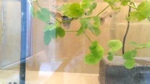 Гуппи филигрань ч.1