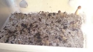 P. Cubensis Fruiting 06/27/15