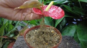 How to plant a new style anthurium, 100% success