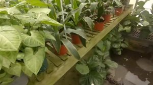 Come Plant Shopping With Me in Columbia, SC ~ Independent Plant Nurseries and Big Box Stores
