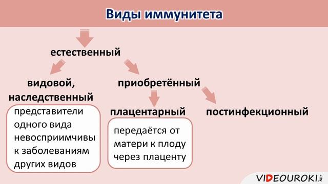 1.1. Иммунитет. Иммунная система человека.mp4 смотреть онлайн