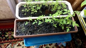 Выращивание помидоров и огурцов на балконе в 2023 году ➤Посадка огурцов на балконе➤ Часть 3