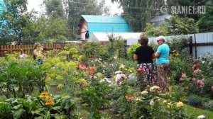 Сказочный розовый сад в Сибири