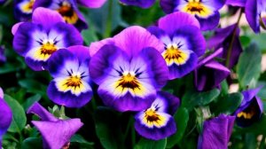 Долгоцветущие двулетники. За что садоводы так любят цветок виолу.Советы по посадке уходу за виолой.