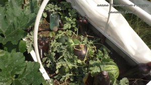 Новые ,особенные арбузы  лучшие для средней полосы