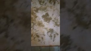 "Карта мира" из цементной шпаклёвки в санузле. часть 1
