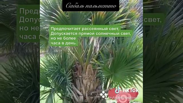 Сабаль пальметто смотреть онлайн