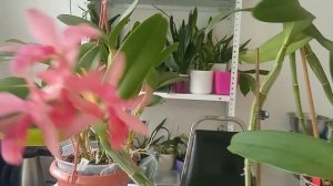 Накратко за: / Briefly about: Guarianthe (syn. Cattleya) Guatemalensis (with English subs)
