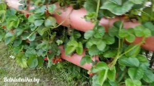 Моя правда о сортах клубники. Belklubnika.by