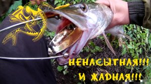 Вечерняя рыбалка на щуку. ловля щуки