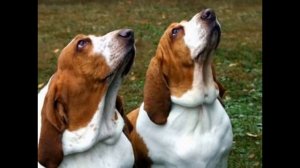 Бассет-хаунд