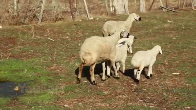 ВОТ КАК ВЫГЛЯДИТ САМАЯ ОПАСНАЯ СОБАКА В МИРЕ