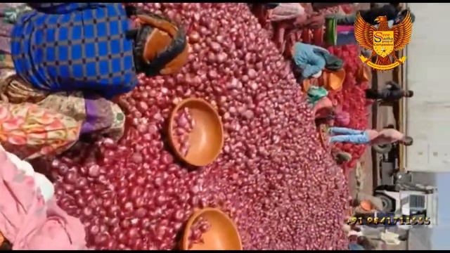 Onion export to Dubai - India - WhatsApp: +91 9841711555 смотреть онлайн