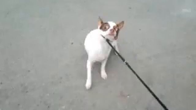 Чихуахуа щенок Софи, сука, день 1 (ест окурок) смотреть онлайн