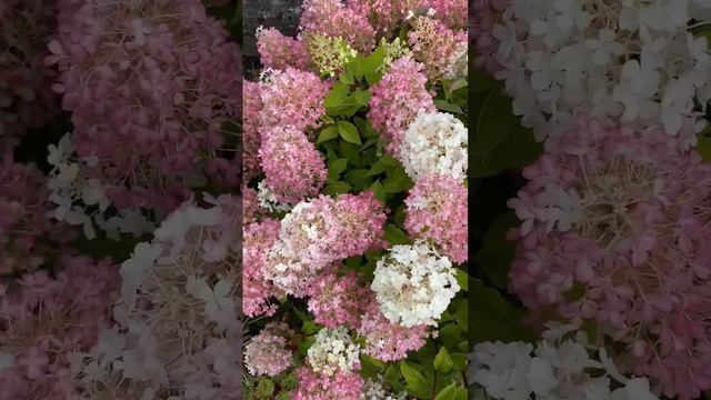 Tidbit Fire Light Panicle Hydrangea in Pink Blooms August 30, 2023