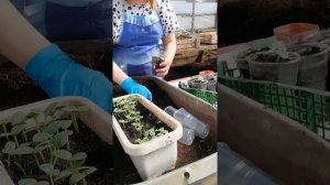 Пикировка огурцов.