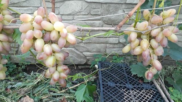 Виноград Сенсация. Сигнальный урожай на 27.07.2018 смотреть онлайн