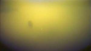 Четыре форели в кадре подводной съемки. Ловля форели на малька активной снастью..