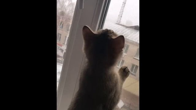 Кошка и ее первый снег в окне. смотреть онлайн